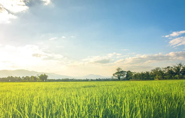 Yeşil çimen alanı ve parlak mavi gökyüzü