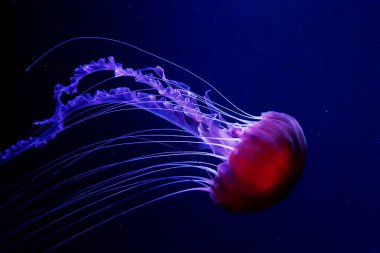 Okyanus yaban hayatı. Güzel denizanası, neon ışığında Medusa. Mavi akvaryumdaki denizanası. Chrysaora fuscens, Pasifik Okyanusu 'nda yaşayan yaygın bir serbest yüzen scyphozoa.