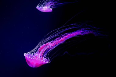 Okyanus yaban hayatı. Güzel denizanası, neon ışığında Medusa. Mavi akvaryumdaki denizanası. Chrysaora fuscens, Pasifik Okyanusu 'nda yaşayan yaygın bir serbest yüzen scyphozoa.