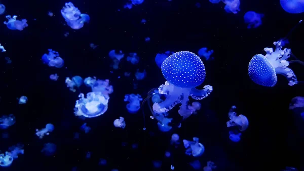 Ocean Wildlife Beautiful Jellyfish Medusa Neon Light Jellyfish Blue Aquarium — стоковое фото
