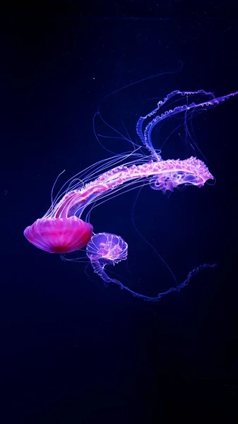 Vida Selvagem Oceano Belas Medusas Medusa Luz Néon Jellyfish Aquário — Fotografia de Stock