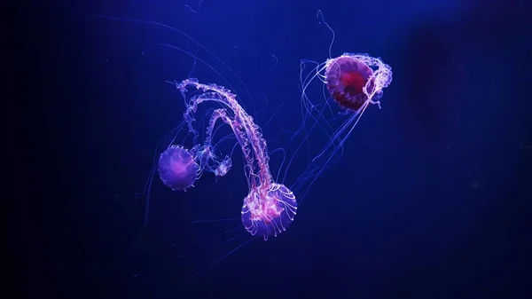 Prachtige Kwallen Medusa Het Neonlicht Kwallen Een Blauw Aquarium Chrysaora — Stockfoto