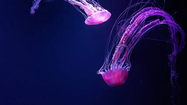 Prachtige Kwallen Medusa Het Neonlicht Kwallen Een Blauw Aquarium Chrysaora — Stockfoto