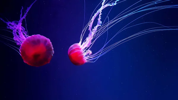 Ocean Wildlife Beautiful Jellyfish Medusa Neon Light Jellyfish Blue Aquarium — стоковое фото