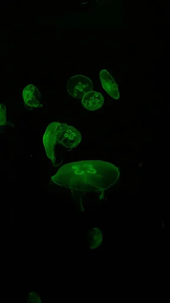 Ocean Wildlife Beautiful Jellyfish Medusa Neon Light Jellyfish Blue Aquarium — стоковое фото