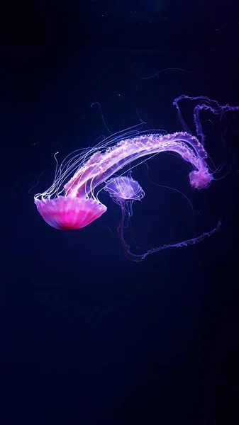 Vida Silvestre Oceánica Hermosas Medusas Medusa Luz Neón Medusas Acuario — Foto de Stock