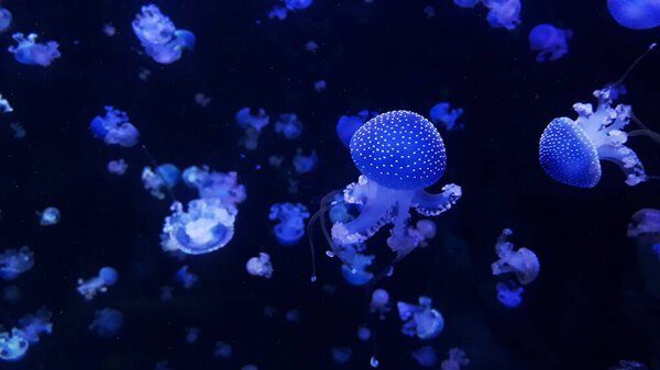 Ocean wildlife.Beautiful jellyfish, medusa in the neon light .Jellyfish in a blue aquarium.Chrysaora fuscescens is a common free-floating scyphozoa that lives in the Pacific Ocean.meduse ocean wildlife