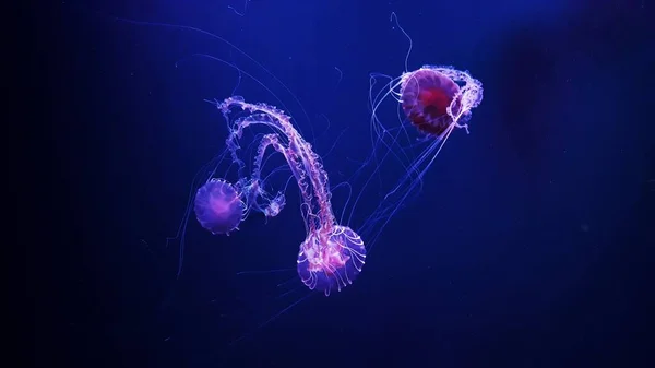 Ocean Wildlife Beautiful Jellyfish Medusa Neon Light Jellyfish Blue Aquarium — стоковое фото