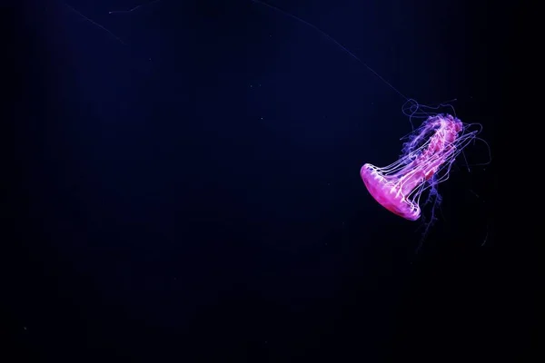 Ocean Wildlife Beautiful Jellyfish Medusa Neon Light Jellyfish Blue Aquarium — стоковое фото