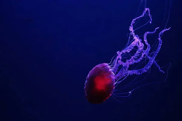 Ocean Wildlife Beautiful Jellyfish Medusa Neon Light Jellyfish Blue Aquarium — стоковое фото