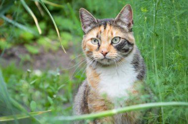Yeşil çayır kedi. Güzel bir kedi doğa AVI. Yeşil arka plan.