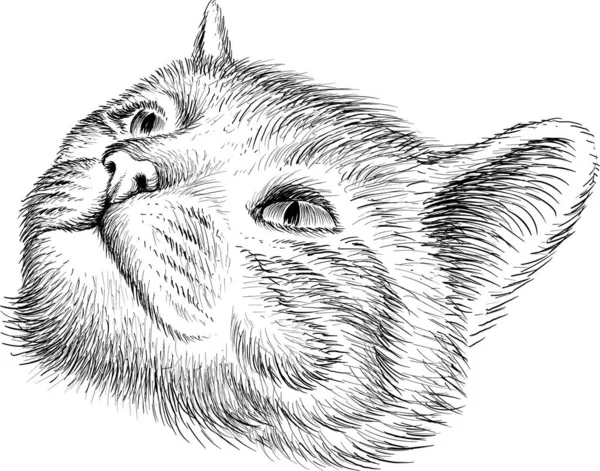 Dövme Tişört Tasarımı Için Logo Kedisi — Stok fotoğraf