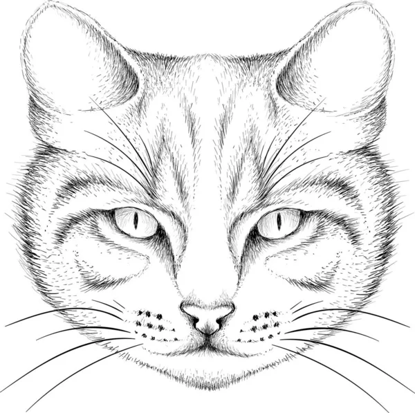 Gato Del Logotipo Para Tatuaje Camiseta Diseño Outwear — Foto de Stock