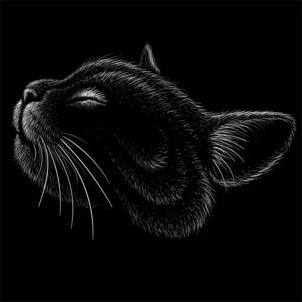 タトゥーやTシャツのデザインや外観のためのロゴ猫 — ストック写真