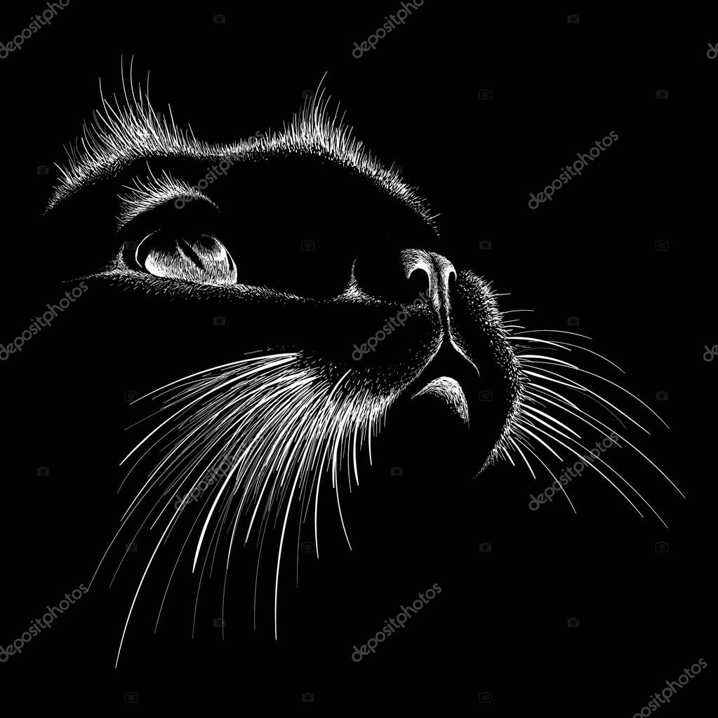 The logo cat for tattoo or T-shirt design or outwear.  Cute print style cat background. This drawing would be nice to make on the black fabric or canvas