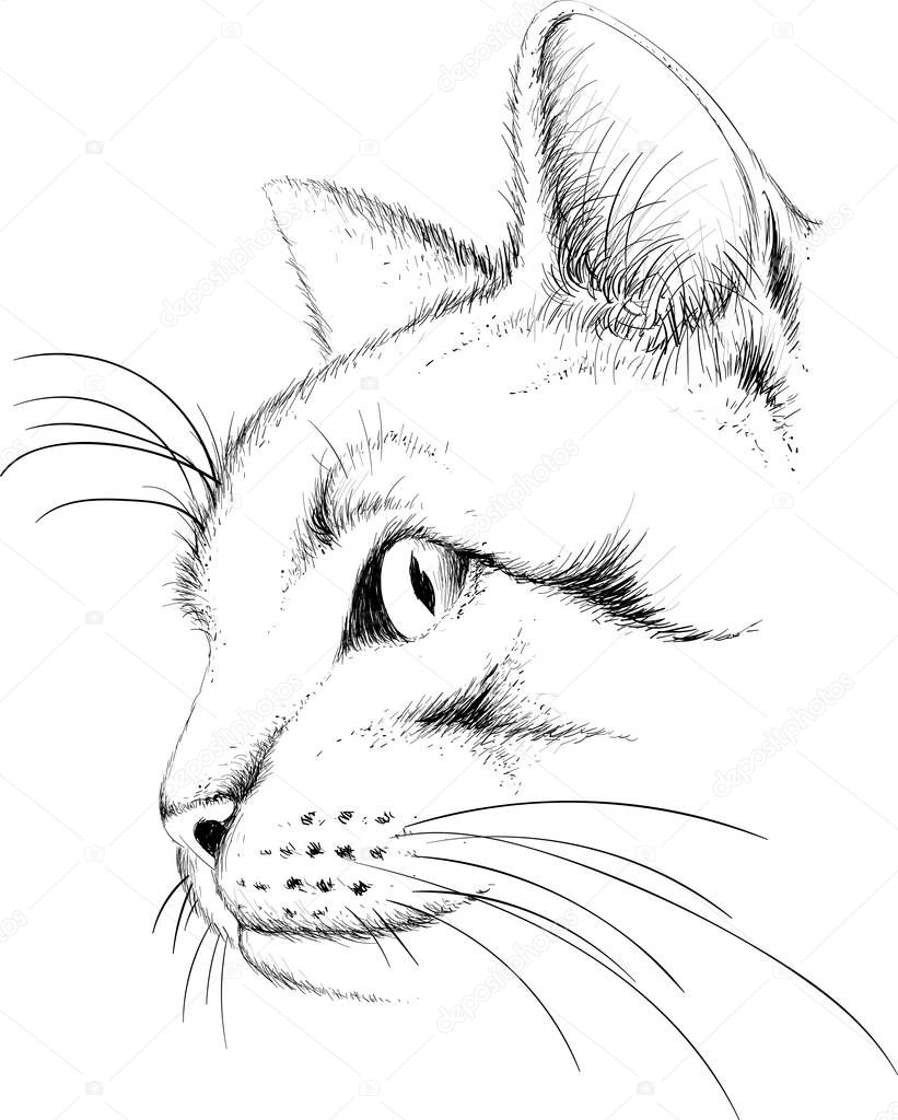 The logo cat for tattoo or T-shirt design or outwear.  Cute print style cat background.