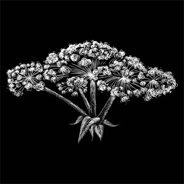 Le logo vectoriel hogweed pour tatouage ou T-shirt design ou tenues. Mignon style imprimé hogweed fond. Ce dessin est pour tissu noir ou toile — Photo