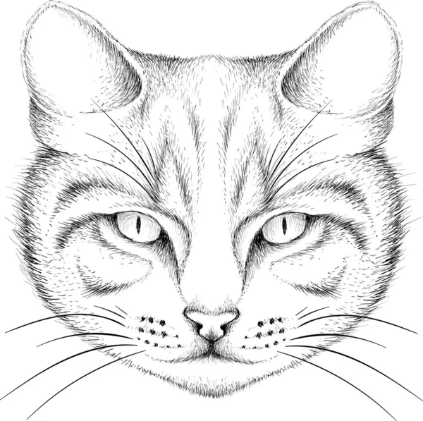 Logotipo Del Gato Para Tatuaje Diseño Tela Ilustración Vectorial Simple — Vector de stock