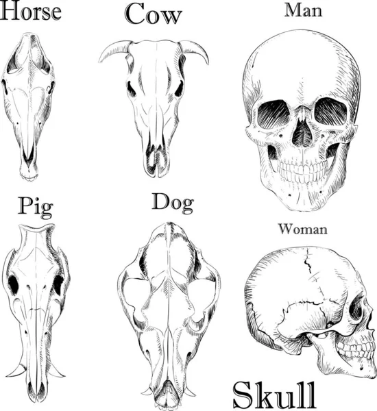 Conjunto Cráneos Simplemente Ilustración Vectorial — Archivo Imágenes Vectoriales