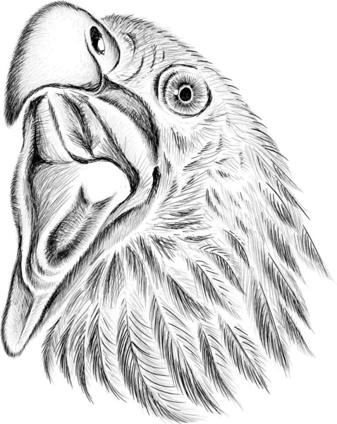 Logotipo Águia Para Tatuagem Design Pano Simplesmente Ilustração Vetorial — Vetor de Stock