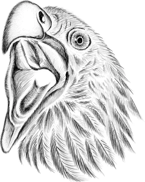 Logotipo Del Águila Para Tatuaje Diseño Tela Ilustración Vectorial Simple — Archivo Imágenes Vectoriales