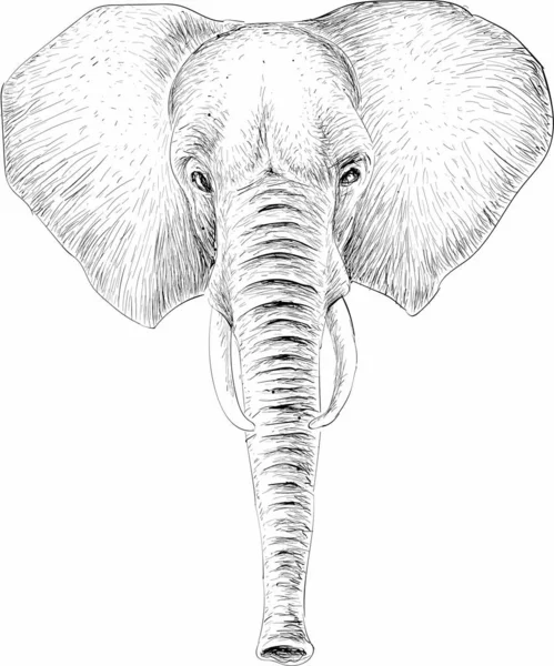 Drawing sketch style illustration of a war elephant with armor and chains  viewed from front set on Stock Photo Picture And Low Budget Royalty  Free Image Pic ESY027302809  agefotostock