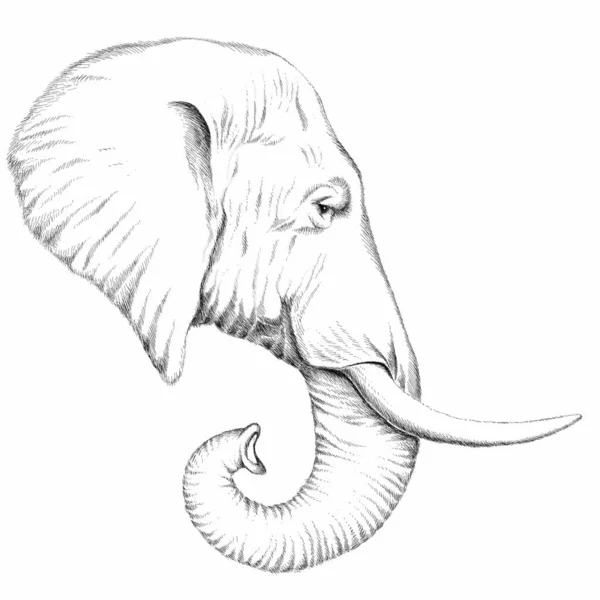 Manifesto Bianco Nero Elefante Semplice Illustrazione Vettoriale — Vettoriale Stock