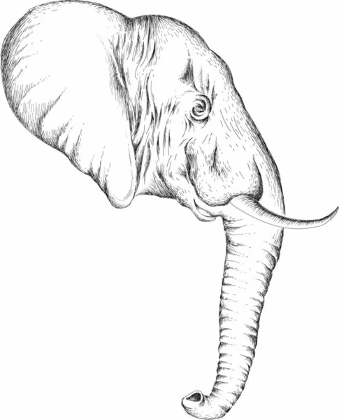 Elefanter Svart Och Vitt Affisch Helt Enkelt Vektor Illustration — Stock vektor