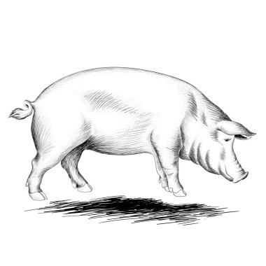 Dövme ya da kumaş tasarımı için domuz logosu, basitçe vektör çizimi  