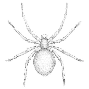 Örümcek simgesi, basitçe vektör çizimi 