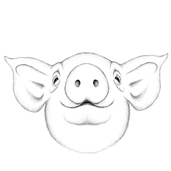 猪纹身或布料图案标识 简单的矢量图解 — 图库矢量图片