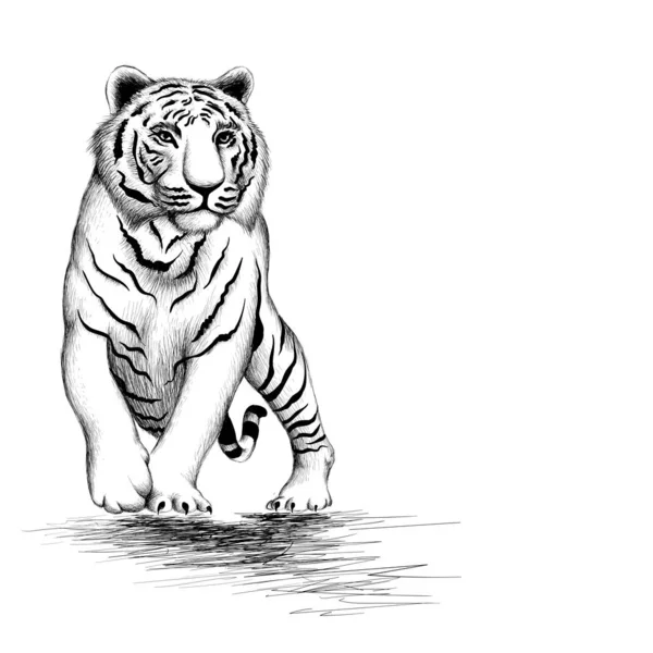 虎标识 用于纹身或布料设计 简单的矢量图解 — 图库矢量图片
