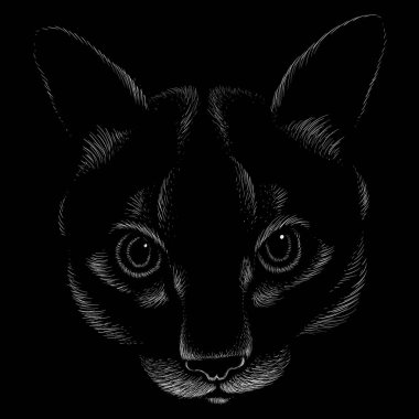 Kedi vektör çizimi, el çizimi çizimi siyah arkaplan üzerine