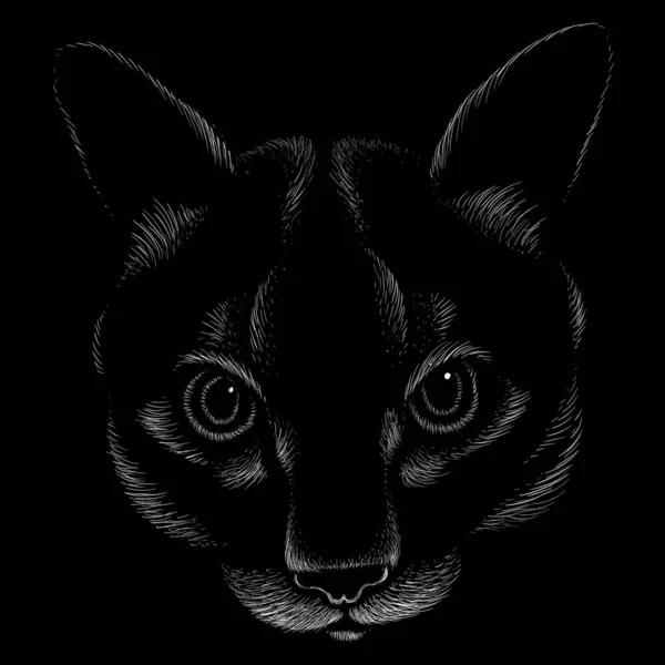 Διανυσματική Απεικόνιση Της Γάτας Σχέδιο Χέρι Μαύρο Φόντο — Διανυσματικό Αρχείο