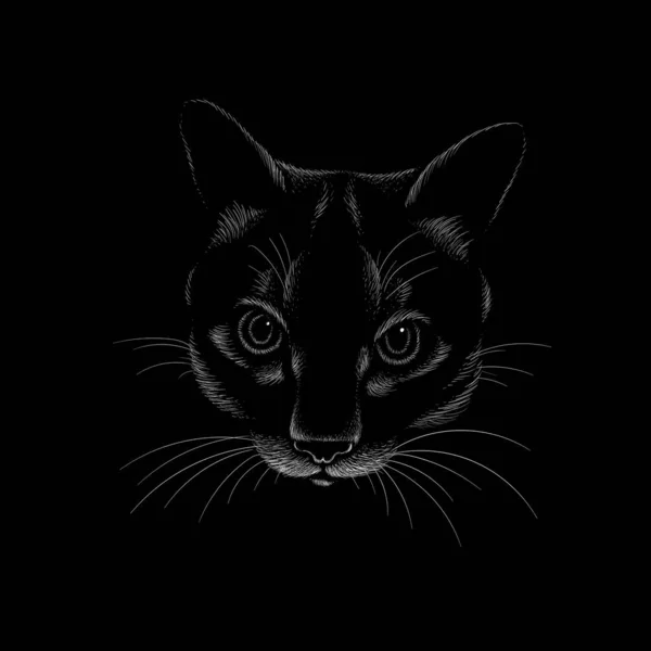 Illustration Vectorielle Chat Dessin Main Sur Fond Noir — Image vectorielle