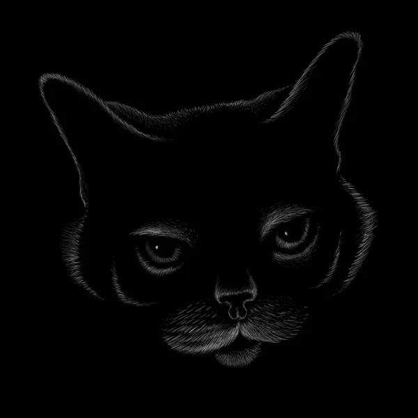 猫のベクトル図黒い背景に手描きのスケッチ — ストックベクタ