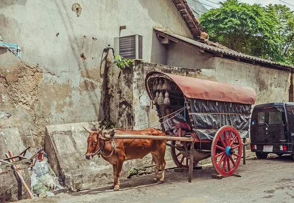 Yerel köylü adam arabası ile öküz, Pazar Galle, Sri Lanka 20 Haziran 2016