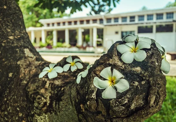 Eine Tropische Blume Blüht Wald Von Afrika — Stockfoto