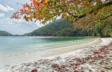 Ağaç, bağlantı noktası Launay, Seyşeller egzotik plaj beyaz kum, masmavi su, yeşil tepelerin ve kırmızı yaprakları