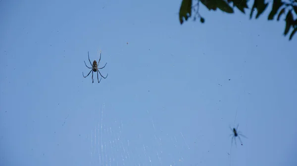 A tropical spider on its net