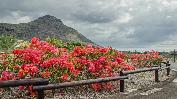 Pictiresque flowerbed Road, Mauritius