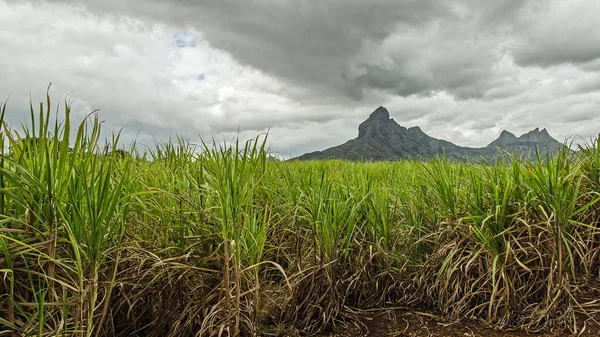 Campo Cana Açúcar Maurícia Fotos De Bancos De Imagens