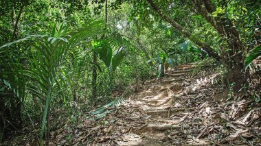 Seyşel Adaları ormandaki bir turist yolu