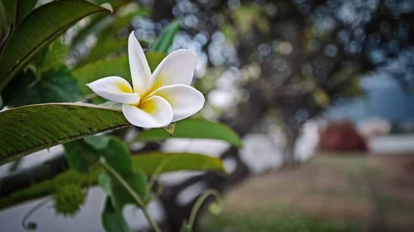 Une Fleur Fleurit Sur Arbre — Photo