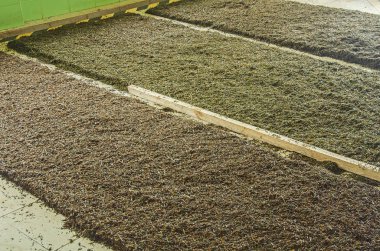 Özel gümüş çay çay fabrikası, Sri Lanka katta kurutma