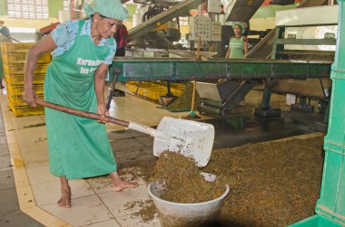 İşçisi kadın çay Wilehena çay fabrikası, kovanın Sri Lanka 17 Eylül 2017 koyar