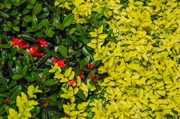 Viel Grüne Und Gelbe Blätter — Stockfoto