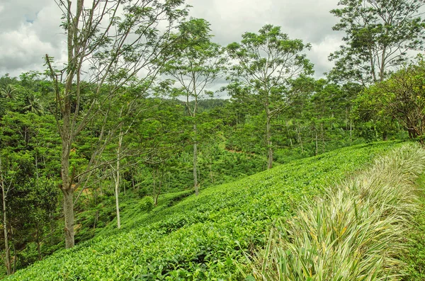 stock image Tea plantation in Sri Lanka