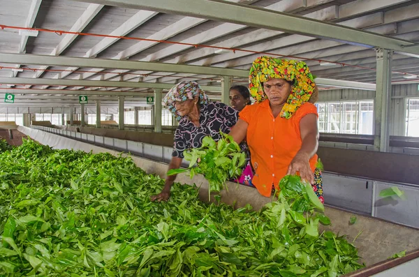 Kadın işçilerin çay yaprakları Wilehena çay fabrikası, Sri Lanka 17 Eylül 2017 koymak