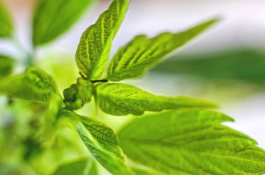 Doğa bahar uyanış